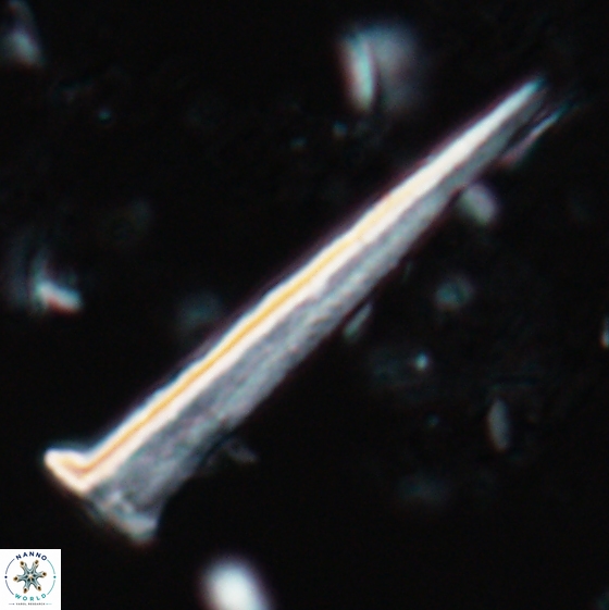 Acuturris scotus 15708