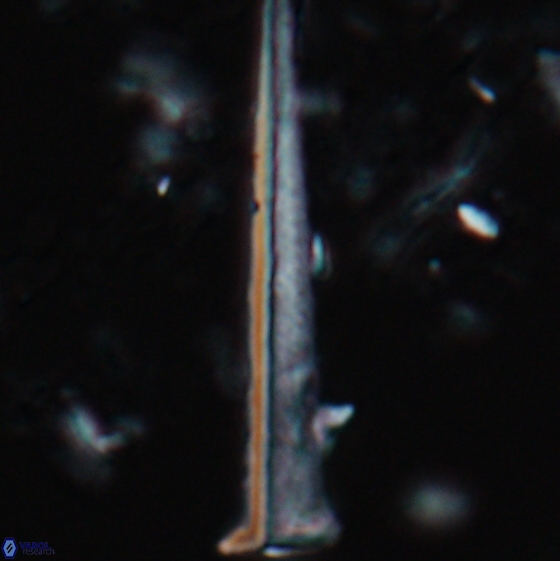 Acuturris scotus 15709