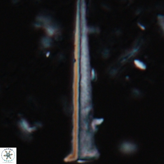 Acuturris scotus 15709