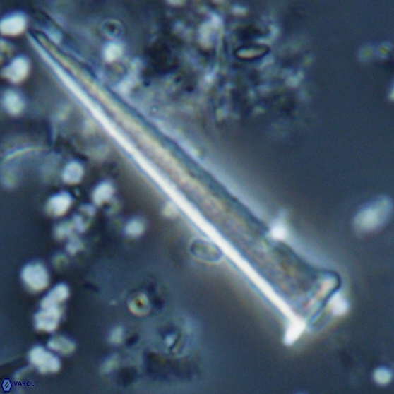 Acuturris scotus 15703