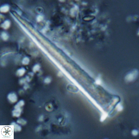 Acuturris scotus 15703