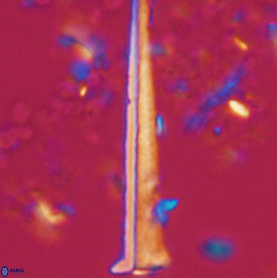 Acuturris scotus 15710