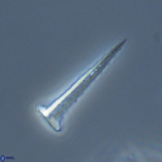 Acuturris scotus 18074