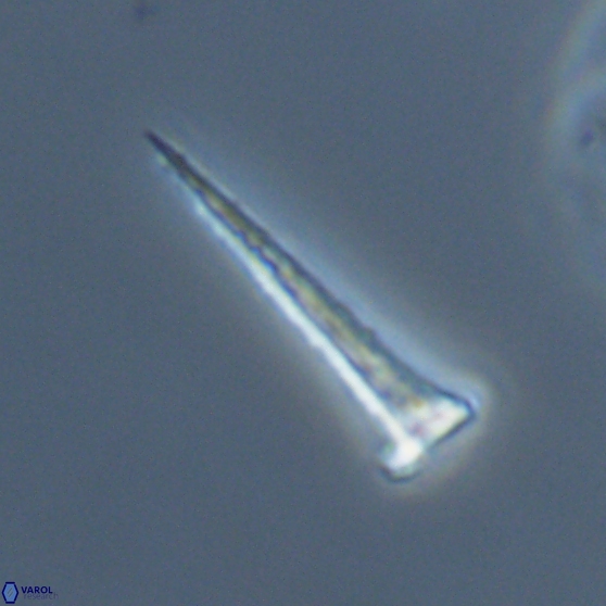 Acuturris scotus 18075