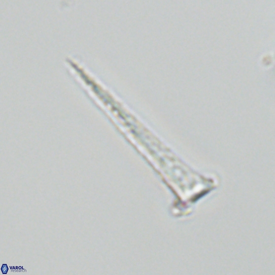 Acuturris scotus 18076