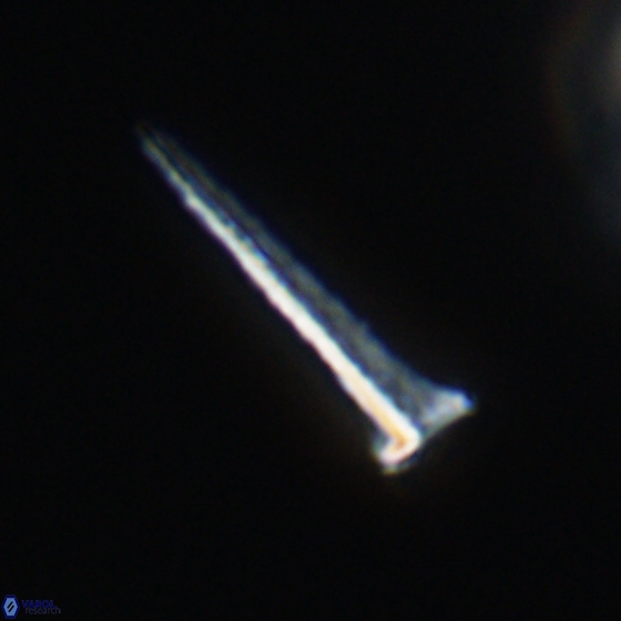 Acuturris scotus 18077