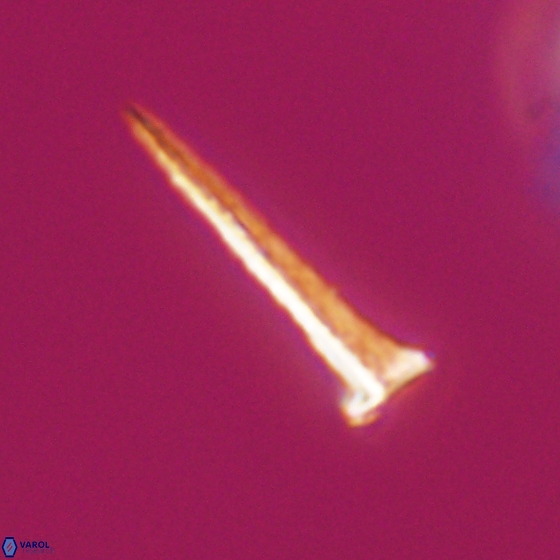 Acuturris scotus 18078