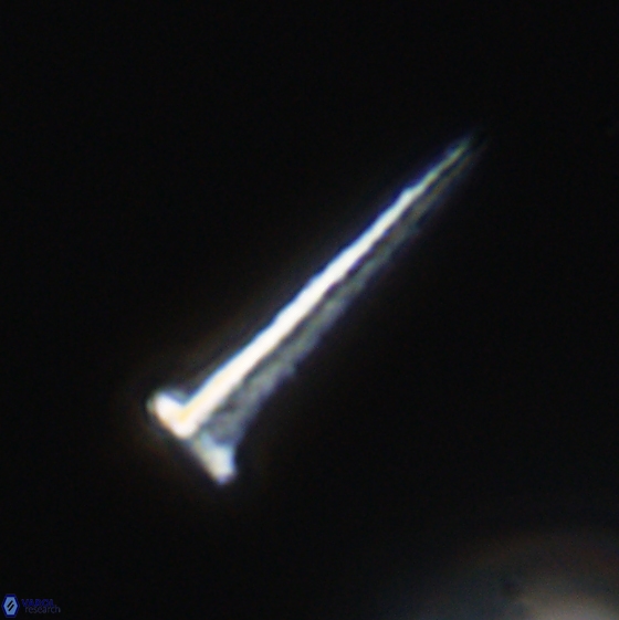 Acuturris scotus 18081