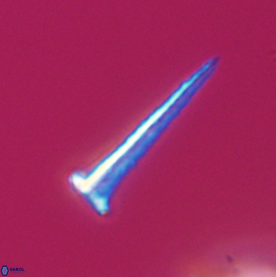 Acuturris scotus 18082