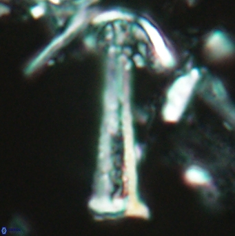 Acuturris scotus 4821