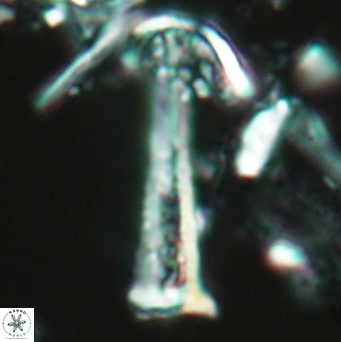 Acuturris scotus 4821