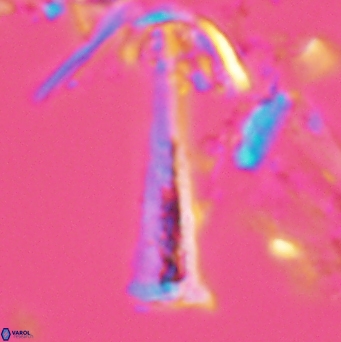 Acuturris scotus 4822