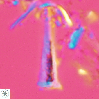 Acuturris scotus 4822