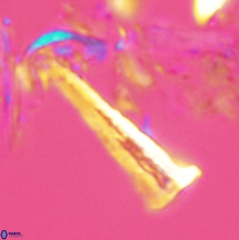 Acuturris scotus 4823