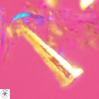 Acuturris scotus 4823