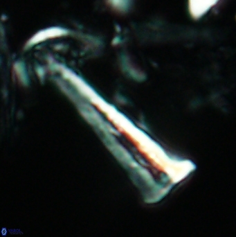 Acuturris scotus 4824