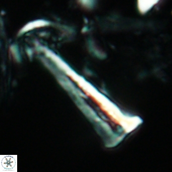 Acuturris scotus 4824