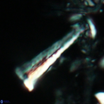 Acuturris scotus 4825