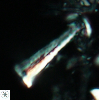 Acuturris scotus 4825