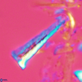 Acuturris scotus 4826