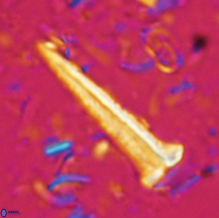 Acuturris scotus 4902