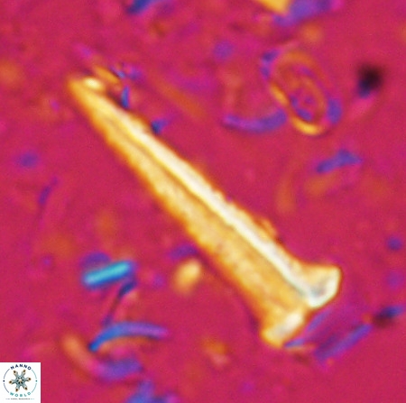 Acuturris scotus 4902