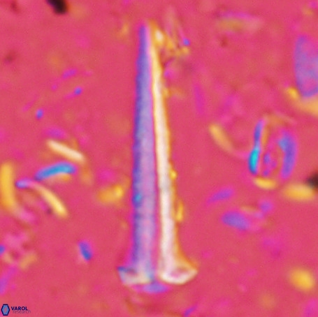 Acuturris scotus 4903