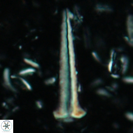 Acuturris scotus 4904