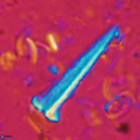 Acuturris scotus 4905