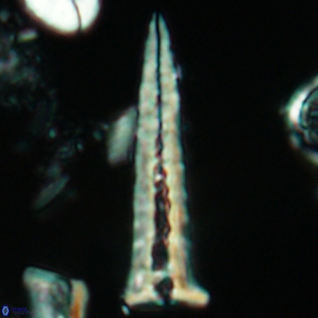 Acuturris scotus 4948