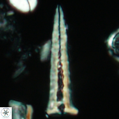 Acuturris scotus 4948