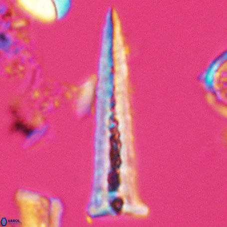 Acuturris scotus 4950