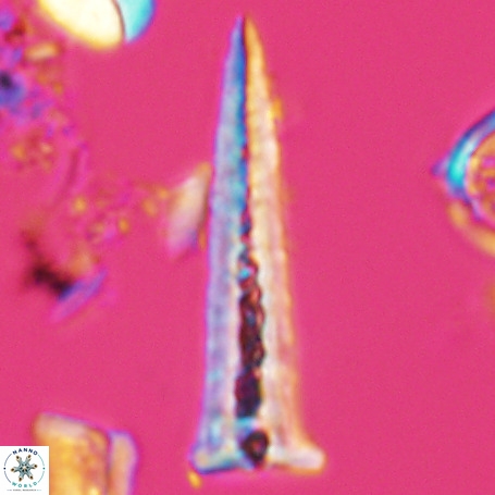Acuturris scotus 4950