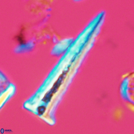 Acuturris scotus 4951