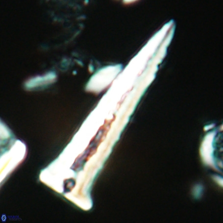 Acuturris scotus 4953