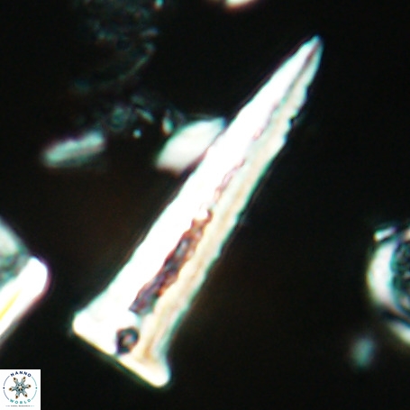 Acuturris scotus 4953
