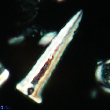 Acuturris scotus 4954