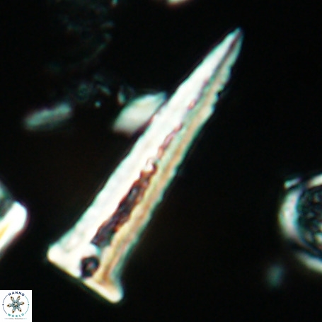 Acuturris scotus 4954