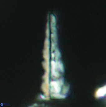 Acuturris scotus 4098