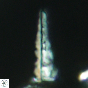 Acuturris scotus 4098