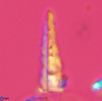 Acuturris scotus 4099