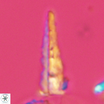 Acuturris scotus 4099