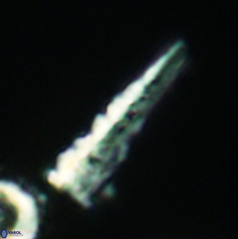 Acuturris scotus 4101