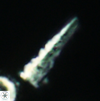 Acuturris scotus 4101