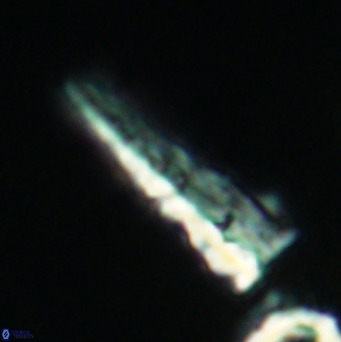 Acuturris scotus 4102