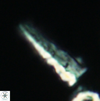 Acuturris scotus 4102