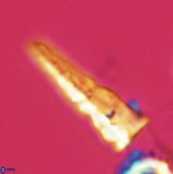 Acuturris scotus 4103