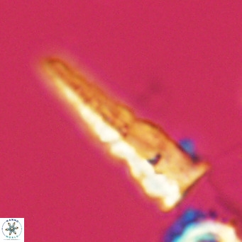 Acuturris scotus 4103