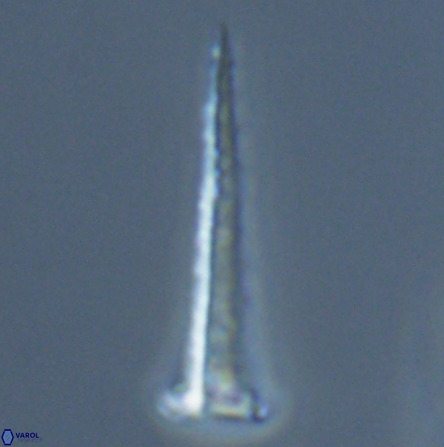 Acuturris scotus 18073