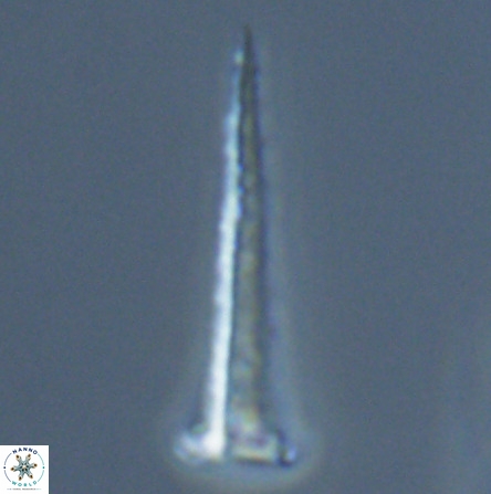 Acuturris scotus 18073